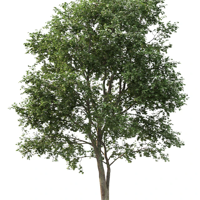 Maple — Скачать