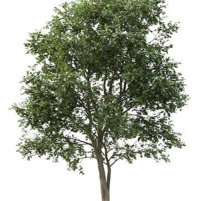Maple — Вид 2