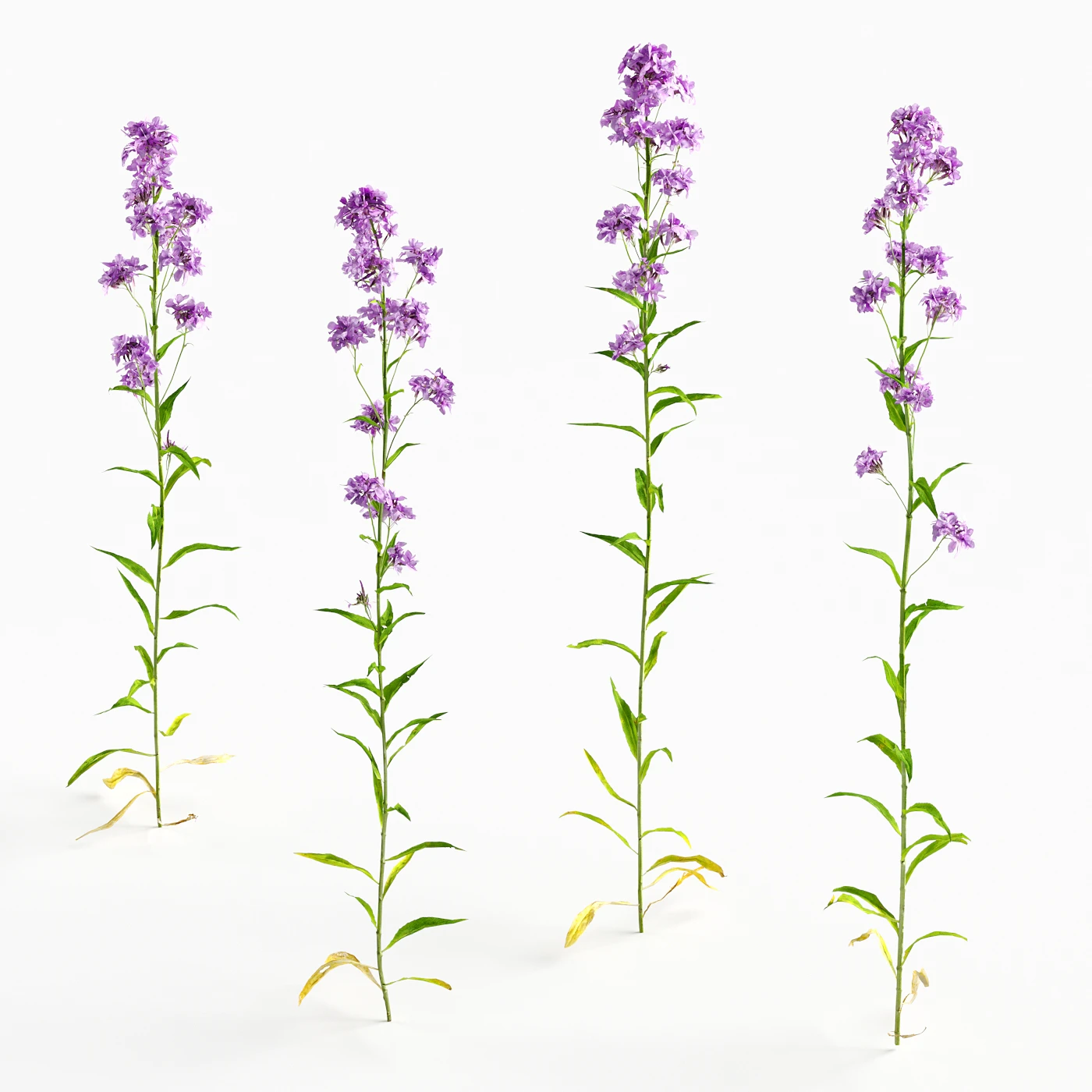 flowers and weeds 011 — Descargar