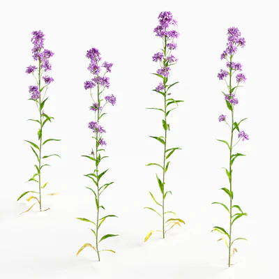 flowers and weeds 011 — Descargar