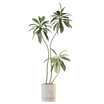 AV Indoor Plants Set 396 Dypsis Lutescens and Ficus Cyathistipula and Cyara Areca Palm — View 4