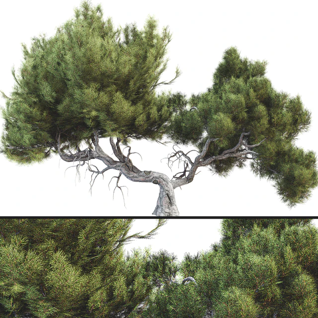 Tree 007 — Скачать