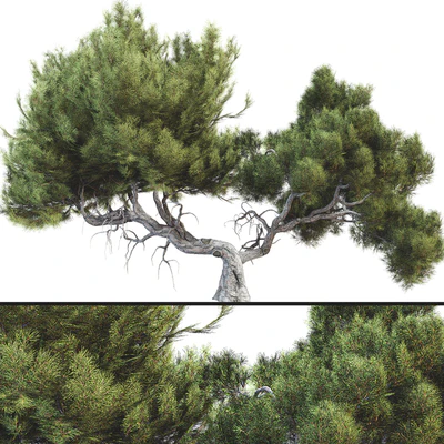 Tree 007 — Вид 1