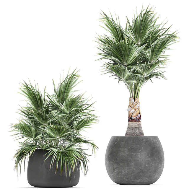 A collection of small beautiful decorative fan palms in black outdoor pots. Set 814. — Descargar