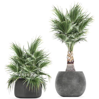A collection of small beautiful decorative fan palms in black outdoor pots. Set 814. — Ver 3