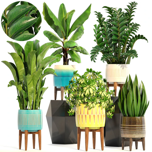 Collection of plants 197. indoor, interior, banana, revenala, Zamioculcas, sansevieria, Schefflera, pot, flower — Descargar