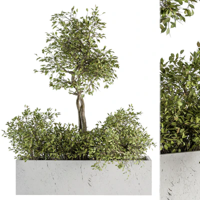 indoor Plant Set 235 - Plant Set in Box — Вид 1