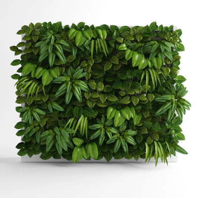 Green wall — Вид 1