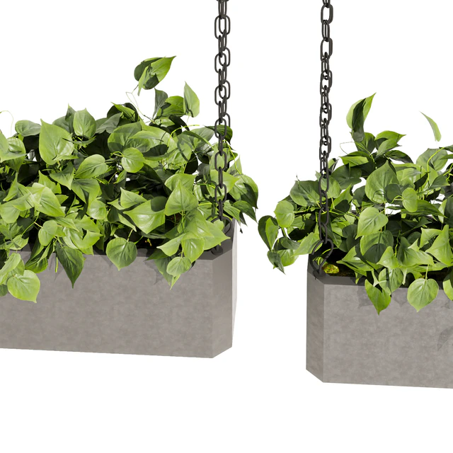 Collection plant vol 470 - ampelous - hanging - pothos — Скачать