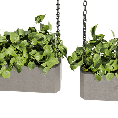 Collection plant vol 470 - ampelous - hanging - pothos — Вид 3