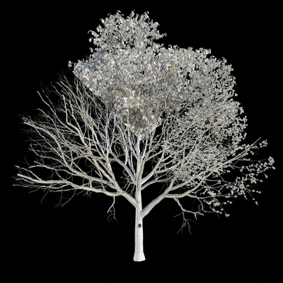 Apple Tree 2 Seasons — Вид 2