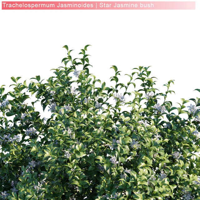 Trachelospermum Jasminoides | Star jasmine bush — Descargar