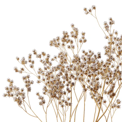 H&M vase with dry flowers — Ver 3