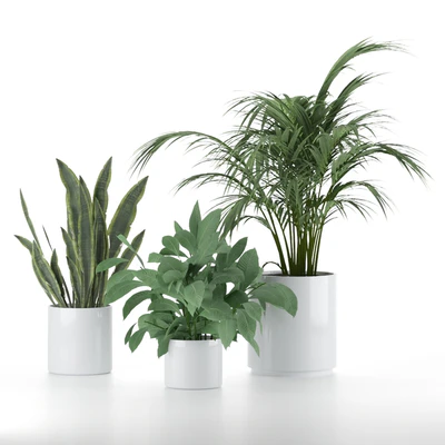 Plant-Set-001 — Ver 6