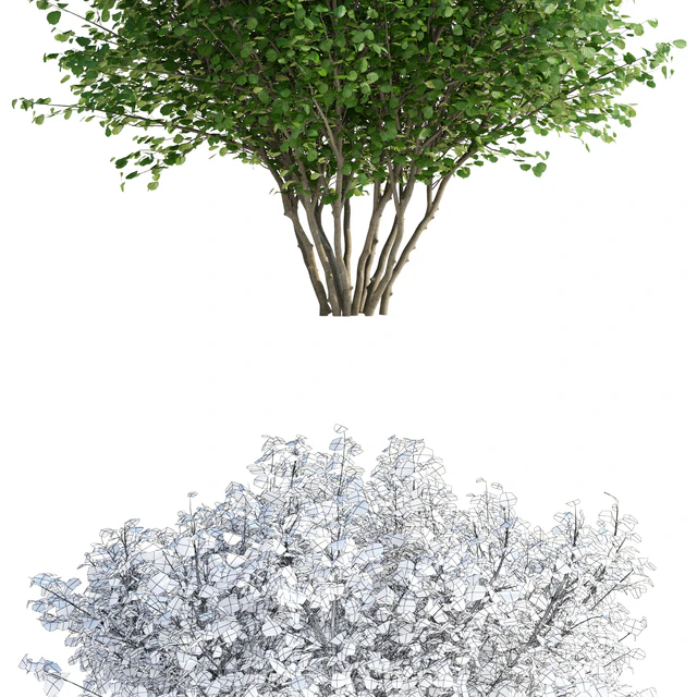 Лещина обыкновенная | Corylus avellana — Скачать