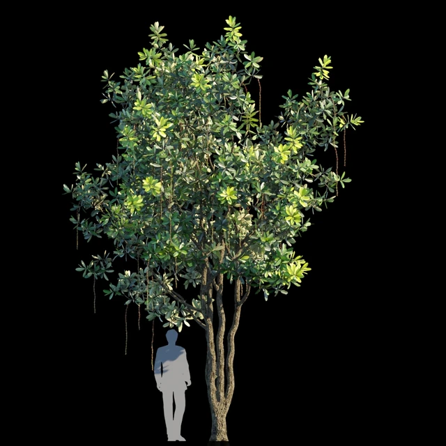 Barringtonia acutangula var 1 — Скачать