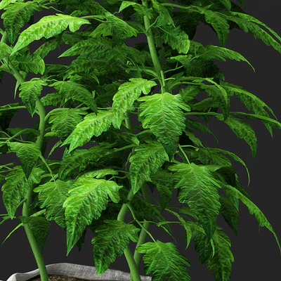 Tomato plant — Вид 3