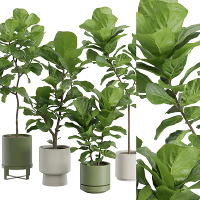 Ficus Lyrata Fiddle leaf — Ver 4