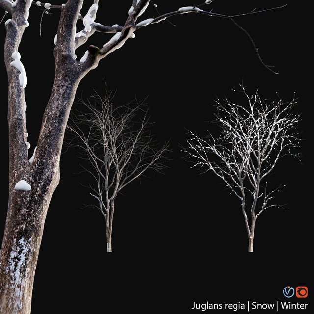 Juglans regia - Common walnut - winter - snow — Descargar