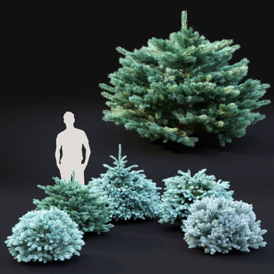 Spruce — Вид 4