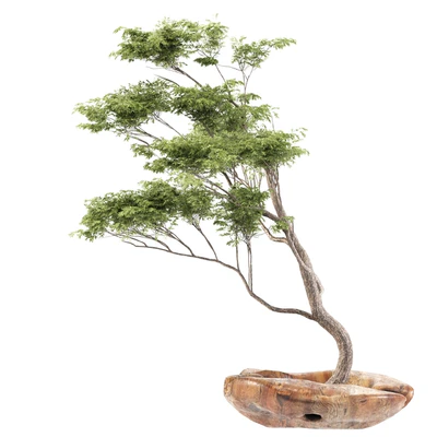 bonsai5 — Ver 3