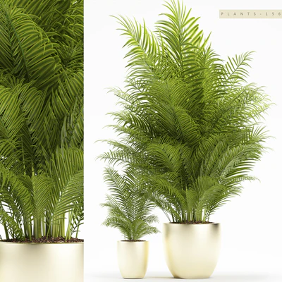 PLANTS 156 — Ver 1