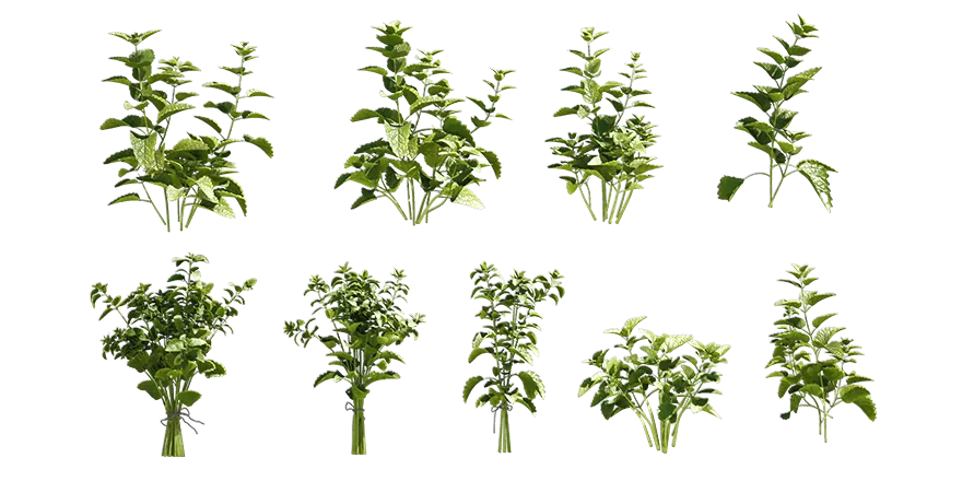 lemon balm 001 — Скачать