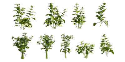 lemon balm 001 — Скачать