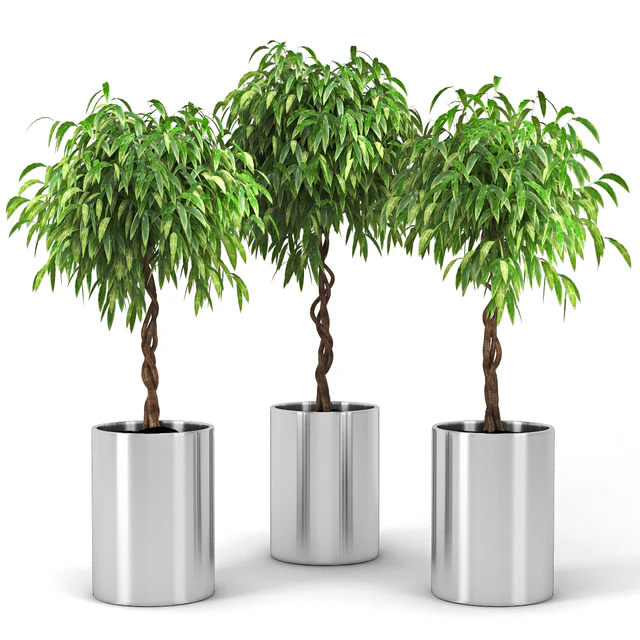 Ficus — Скачать