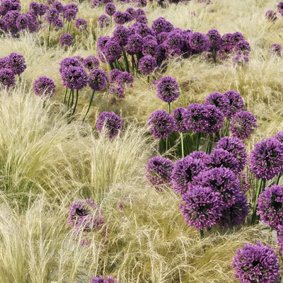 Landscape Set Vol 1 — Ver 2