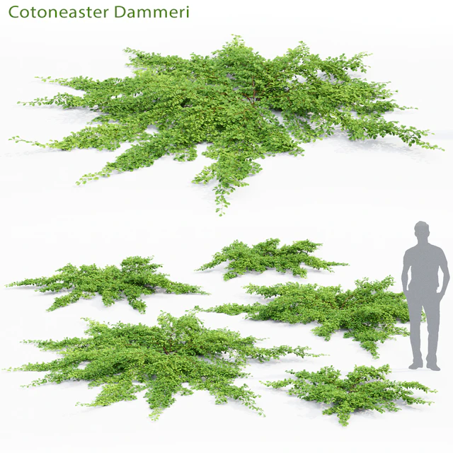 Cotoneaster Dammeri # 2 — Descargar