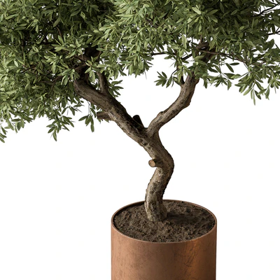 Indoor Plant 573 -Tree in Pot — Ver 4