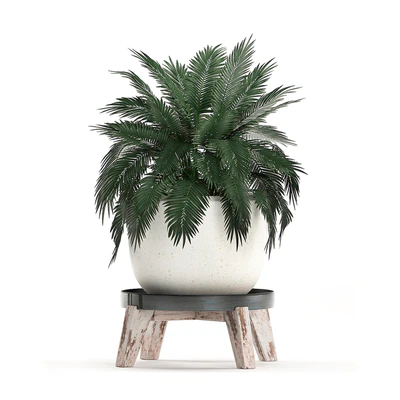 Collection of plants in modern black and white pots with a flower stand Banana palm, strelitzia, palm. Set 459. — Ver 3