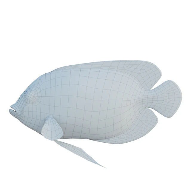 Blue girdled Angelfish set 04 — Descargar