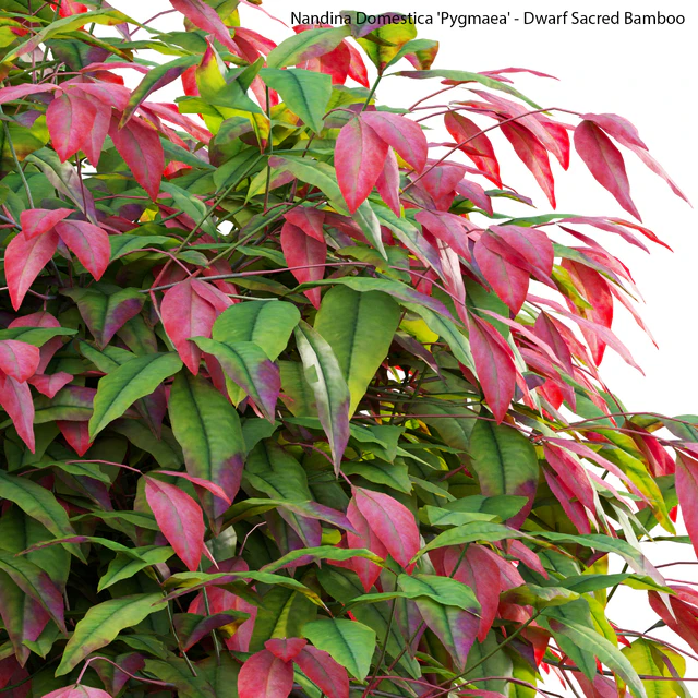 Nandina Domestica Pygmaea - Dwarf Sacred Bamboo — Descargar