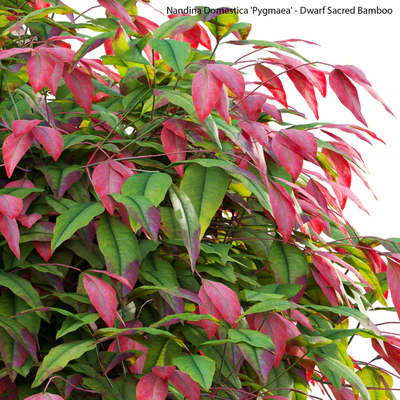 Nandina Domestica Pygmaea - Dwarf Sacred Bamboo — Ver 3