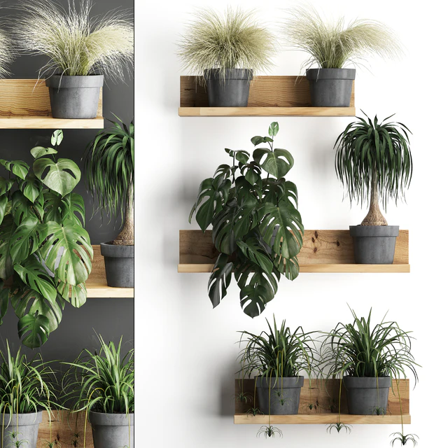 Vertical gardening. 48 Shelf with flowers, monstera, dracaena, Chlorophytum, indoor plants, eco design — Descargar