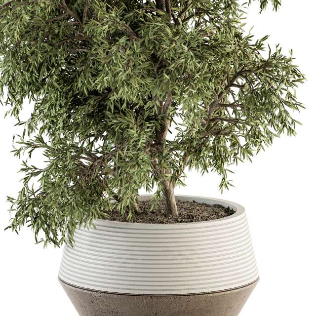 indoor Plant Set 285 - Plants Set in pot — Скачать