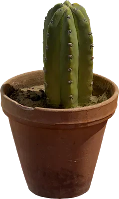 cactus pot 001 — Descargar