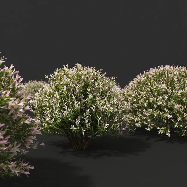 Japanese willow "Hakuro-Nishiki" bushes | Salix integra hakuro-nishiki — Descargar