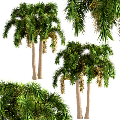 Set of Foxtail Palm Trees (Wodyetia Bifurcata) (3 Trees) — Ver 4