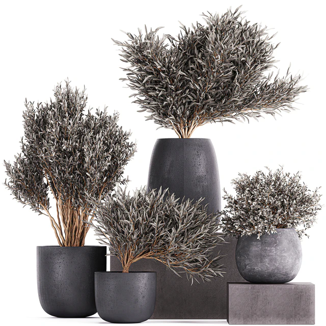 Plant collection 812. olive, outdoor flowerpot, bushes, black pot, tree, bushes, concrete — Descargar