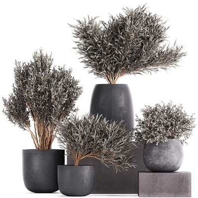 Plant collection 812. olive, outdoor flowerpot, bushes, black pot, tree, bushes, concrete — Ver 1
