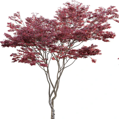 Japanese maple - Acer palmatum 01 — Вид 7