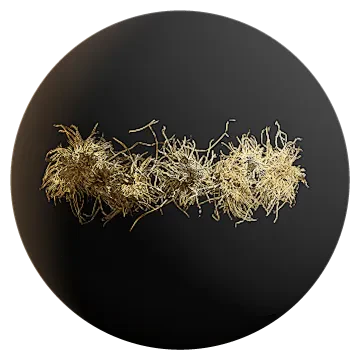 dry grass 004 — Descargar