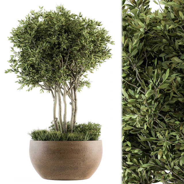 Outdoor Plants tree in Concrete Pot - Set 135 — Descargar