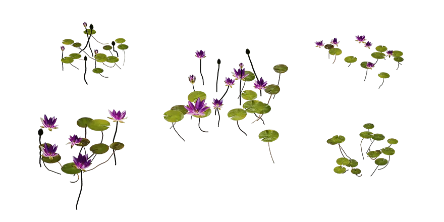 rembrandt water lily 001 — Скачать
