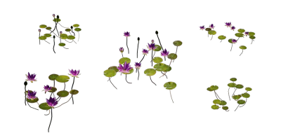 rembrandt water lily 001 — Скачать