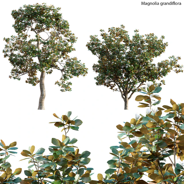 Magnolia grandiflora 02 — Descargar