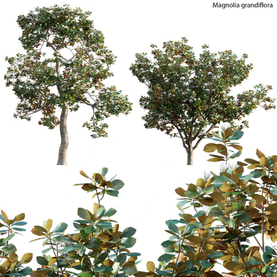 Magnolia grandiflora 02 — Ver 1